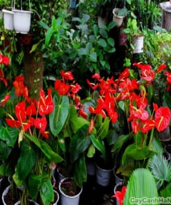 Hoa đại hồng môn 3 Cây hồng môn rực rỡ, tượng trưng cho may mắn, hạnh phúc và thành công