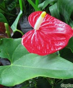 Hoa đại hồng môn 2 hoa dai hong mon2