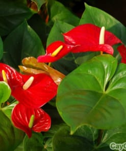 Hoa đại hồng môn 1 hoa dai hong mon3