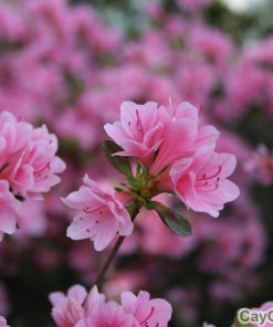 Cây hoa Đỗ Quyên 3 hoa do quyen 2