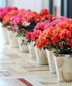 Cây hoa Đỗ Quyên 1 hoa do quyen 4