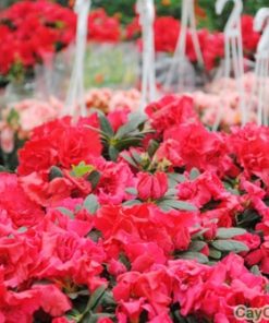 Cây hoa Đỗ Quyên 2 hoa do quyen 5