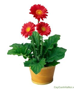 Cây hoa Đồng Tiền 4 hoa dong tien 1