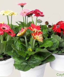 Cây hoa Đồng Tiền 3 hoa dong tien 2