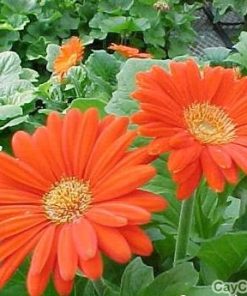 Cây hoa Đồng Tiền 2 hoa dong tien 3