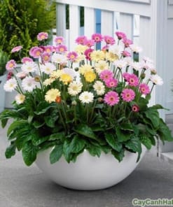 Cây hoa Đồng Tiền 1 hoa dong tien 4