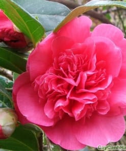 Hoa Hải Đường 2 hoa hai duong 3