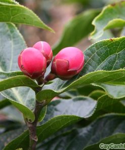 Hoa Hải Đường 1 hoa hai duong 4