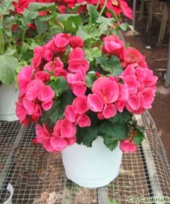 Hoa Hải Đường 3 hoa hai duong 5