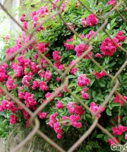 Cây hoa Hồng Leo 2 hoa hong leo 3