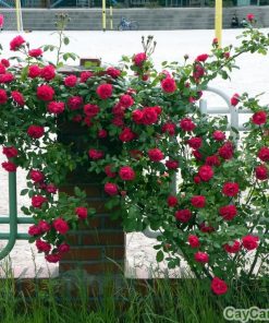 Cây hoa Hồng Leo 1 hoa hong leo 4