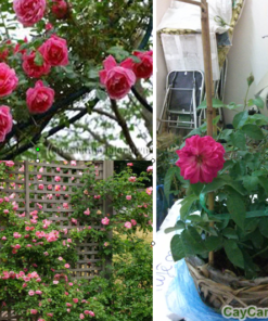 Cây hoa Hồng Leo 3 hoa hong leo 5