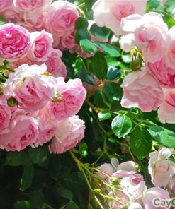 Hạt giống hoa Hồng leo phớt hồng 2 hoa hong leo phot 1