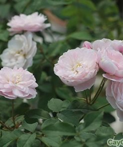 Hạt giống hoa Hồng leo phớt hồng 1 hoa hong leo phot 2