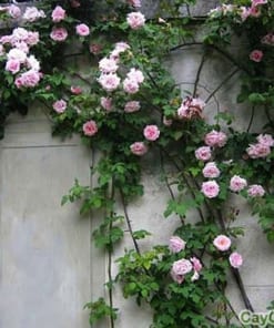 Hạt giống hoa Hồng leo phớt hồng 3 hoa hong leo phot 4