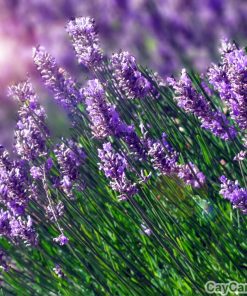 Hạt giống hoa Oải Hương 3 hoa oai huong 1