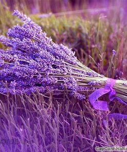 Hạt giống hoa Oải Hương 2 hoa oai huong 3