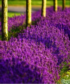 Hạt giống hoa Oải Hương 1 hoa oai huong 4