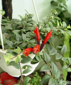 Hoa Son Môi 3 hoa son moi 1