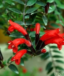 Hoa Son Môi 1 hoa son moi 2