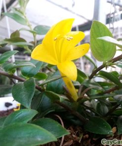 Hoa Son Môi 2 hoa son moi 3