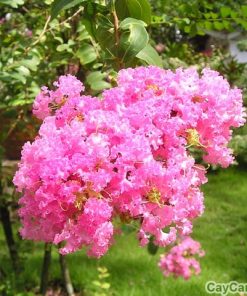 Cây hoa tường vi 1 hoa tường vi1