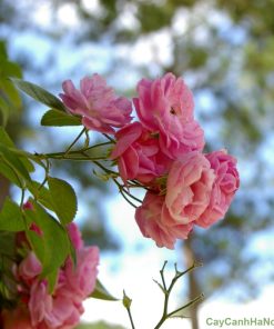 Cây hoa tường vi 3 hoa tường vi3