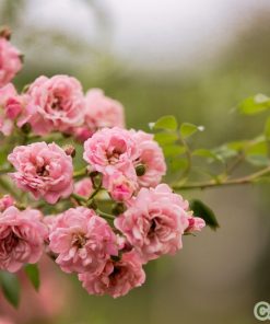 Cây hoa tường vi 4 hoa tường vi4