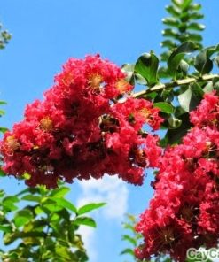 Cây hoa tường vi 5 hoa tường vi5