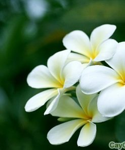 Hoa đại 2 hoa đại