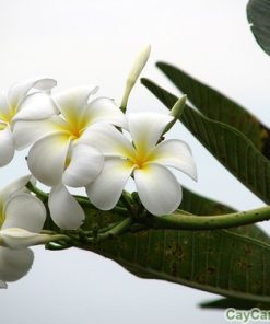 Hoa đại 3 hoa đại 3