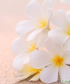 Hoa đại 4 hoa đại 4