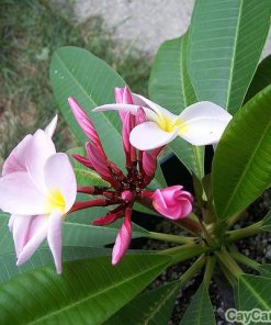 Hoa đại 5 hoa đại 5