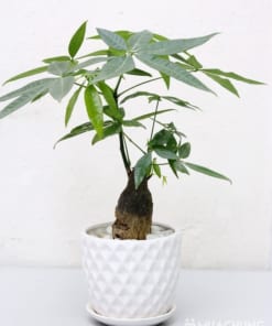 Cây kim ngân phong thủy 1 kim ngan de ban