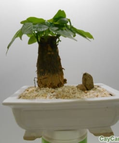 Cây kim ngân 2 kim ngan de ban2