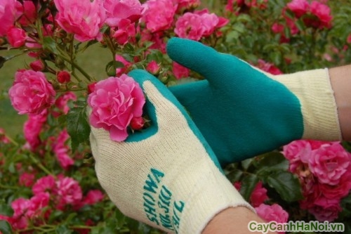 ky thuat cham soc san vuon