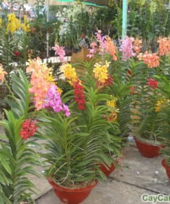 Chậu Lan Mokara ghép gốc cây 4 lan mokara 1