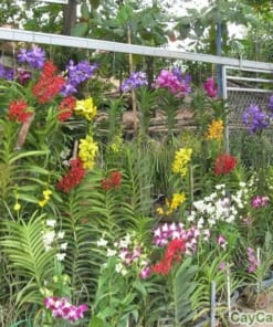 Chậu Lan Mokara ghép gốc cây 3 lan mokara 2