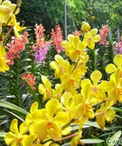 Chậu Lan Mokara ghép gốc cây 2 lan mokara 3