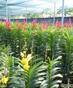 Chậu Lan Mokara ghép gốc cây 1 lan mokara 5