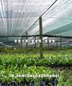 Lưới che nắng Thái Lan 4 Cuộn lưới che nắng