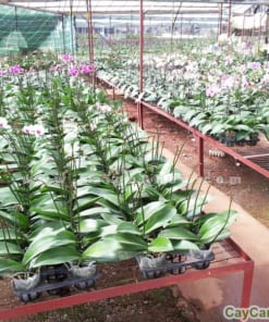 Lưới che nắng Thái Lan 3 luoi che nang vuon lan