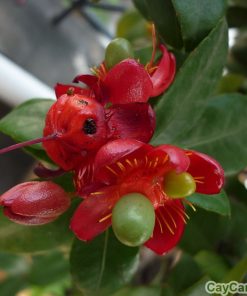 Cây mai tứ quý 2 mai tu quy2