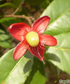 Cây mai tứ quý 3 mai tu quy3