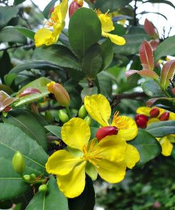 Cây mai tứ quý 4 mai tu quy4