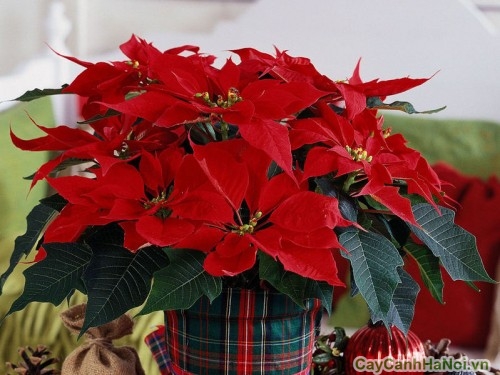 phong thuy cay canh cho nguoi menh hoa