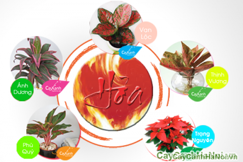 phong thuy cay canh cho nguoi menh hoa5