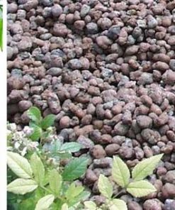 Sỏi nhẹ trồng Lan 3 soi nhe 1