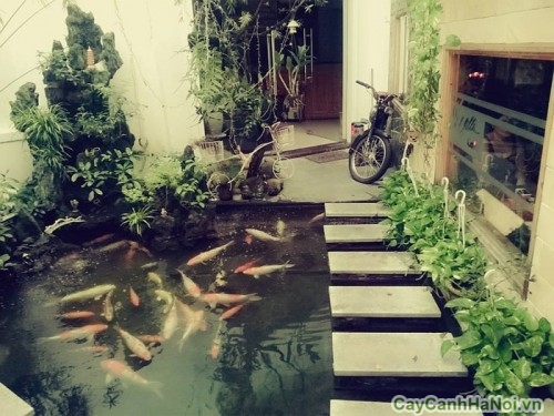 thiet ke canh quan33