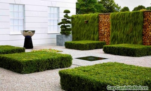 thiet ke san vuon114